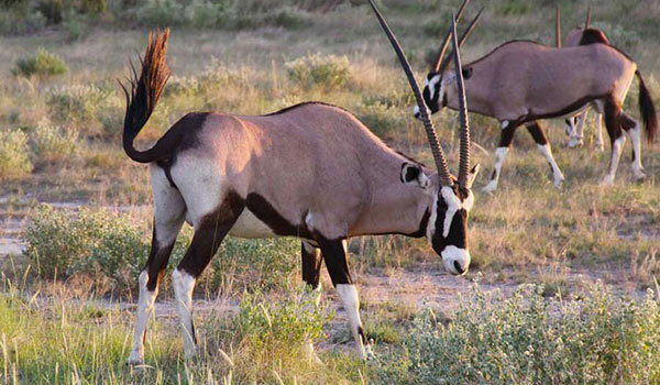 18 Days Fairest Cape And Namibia Self Drive
