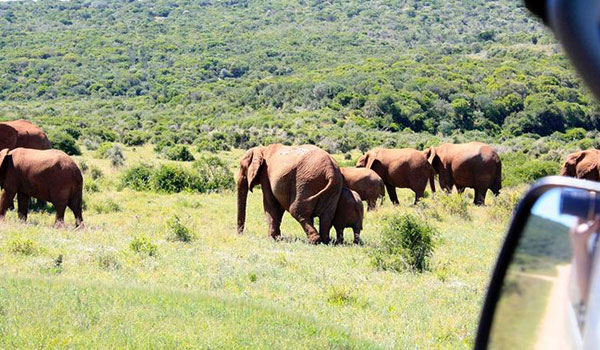 8 Days Safari Winelands And Beach Holiday