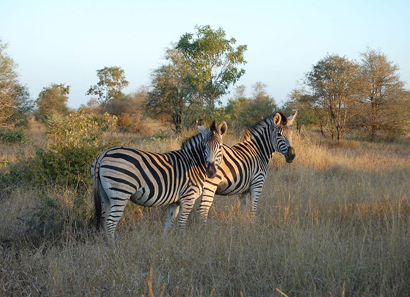 Kruger National Park