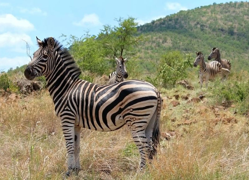 Pilanesberg