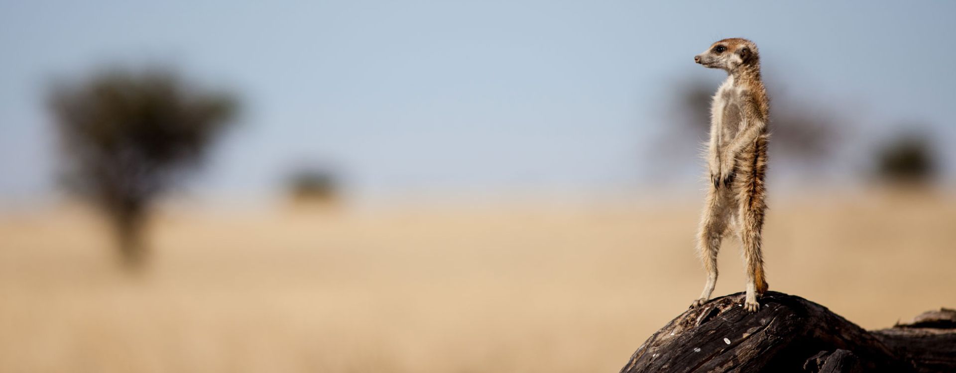 Things To Do In Central Kalahari