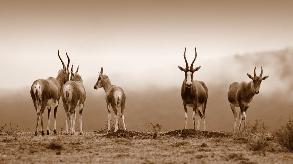 Things To Do In Central Kalahari