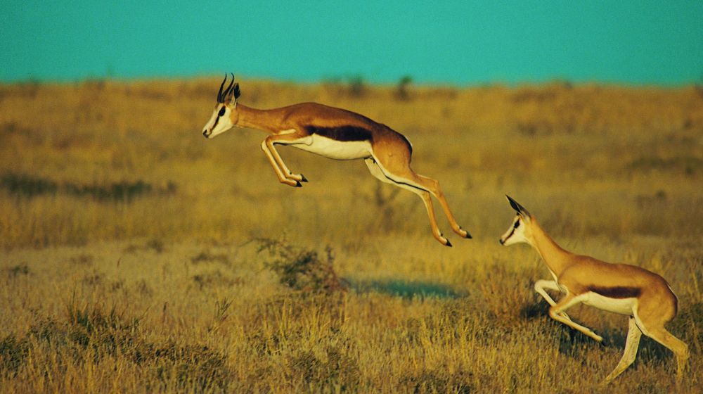 Things To Do In Central Kalahari
