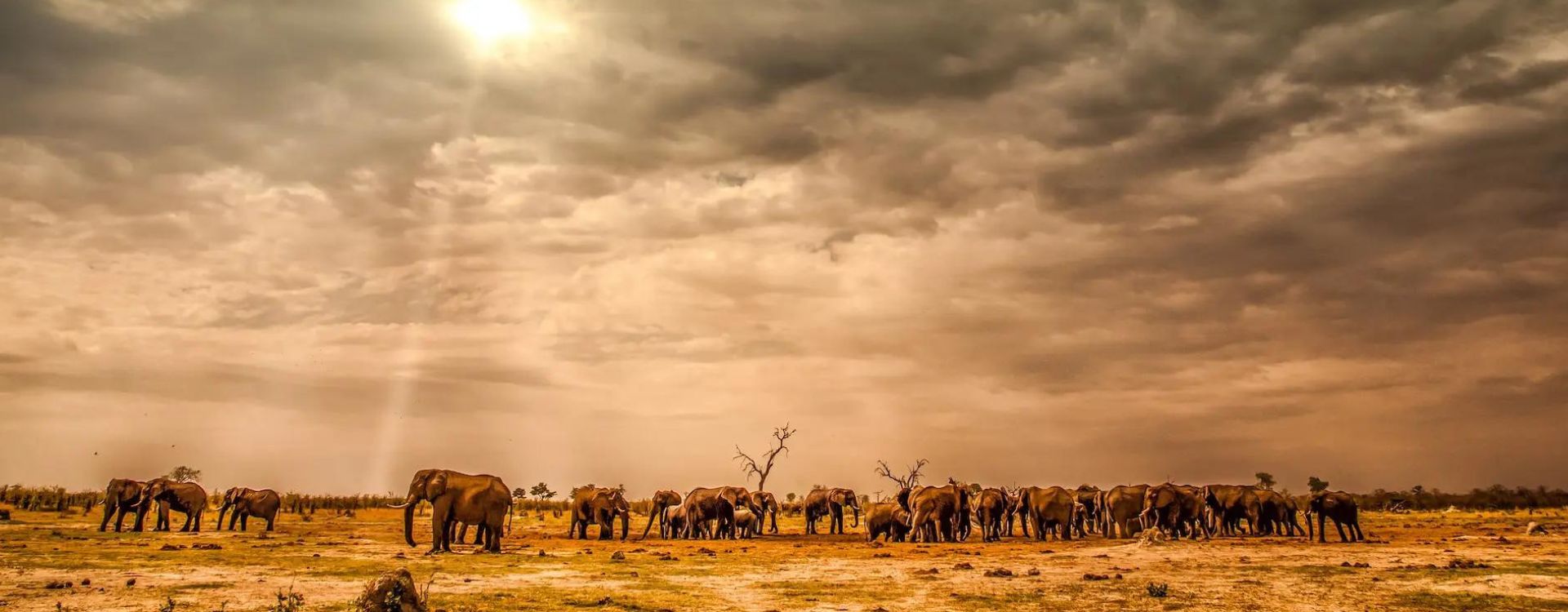 Things To Do In Chobe National Park