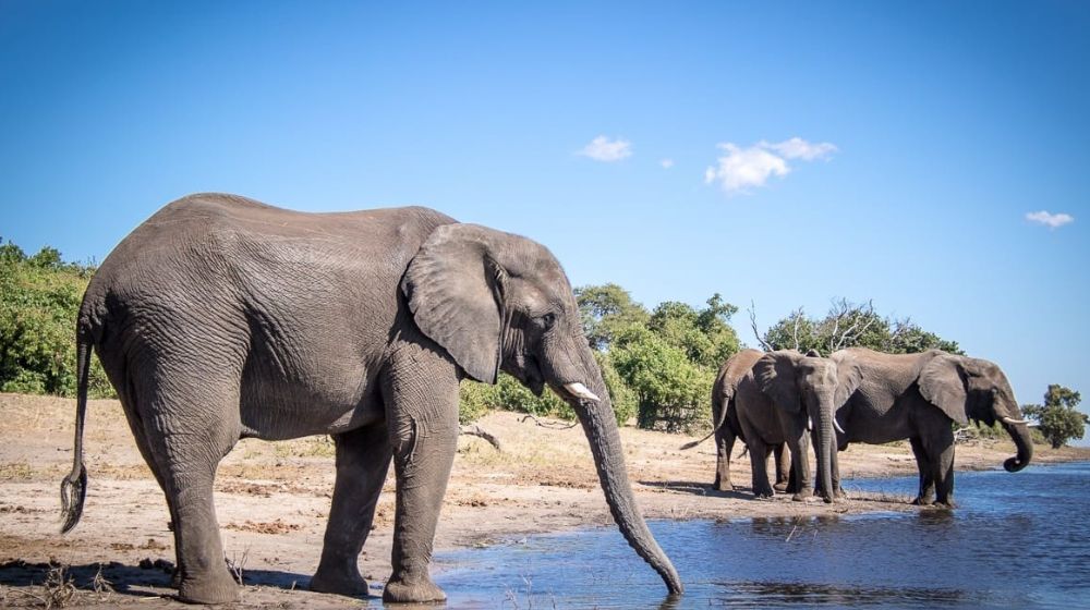 Things To Do In Chobe National Park