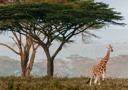 Things To Do In South Africa 