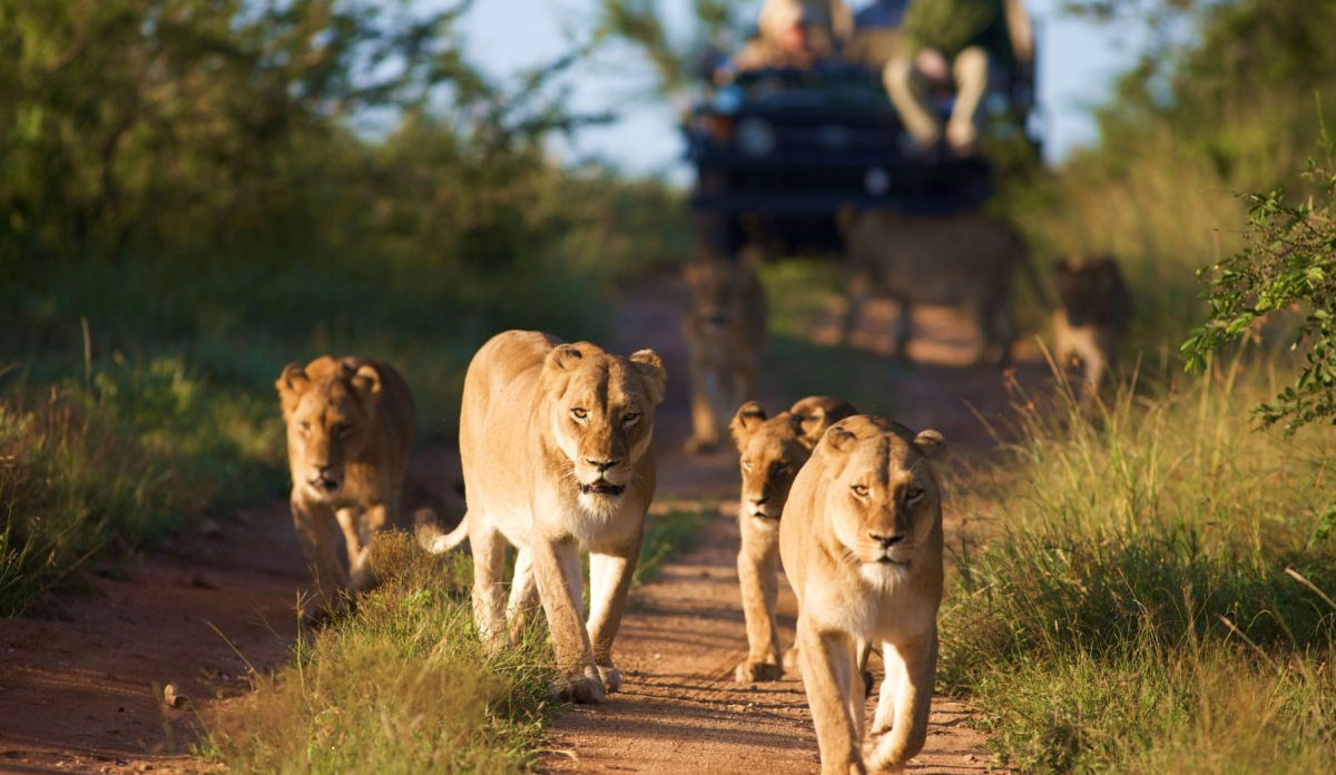 Things To Do In South Africa
