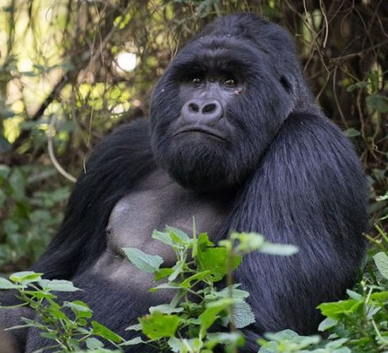 Uganda
