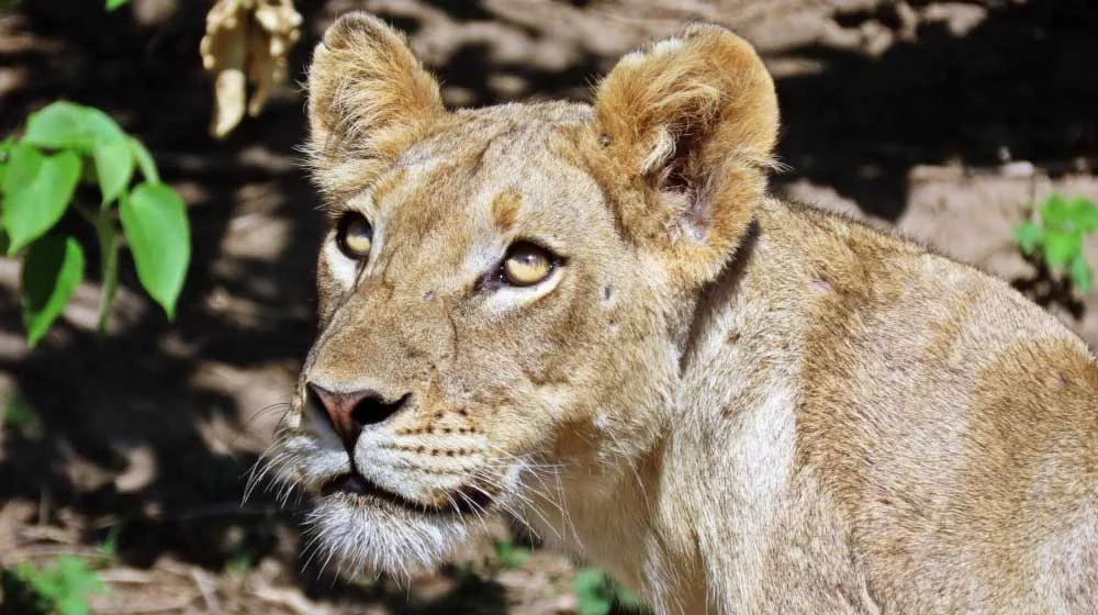 Zambezi Wildlife