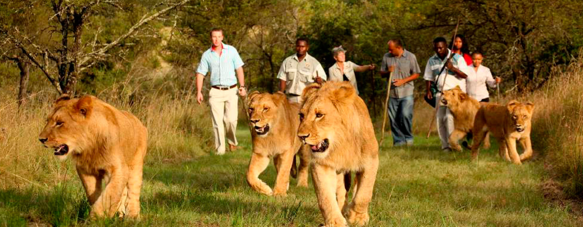 Walk With Lions In Victoria Falls 