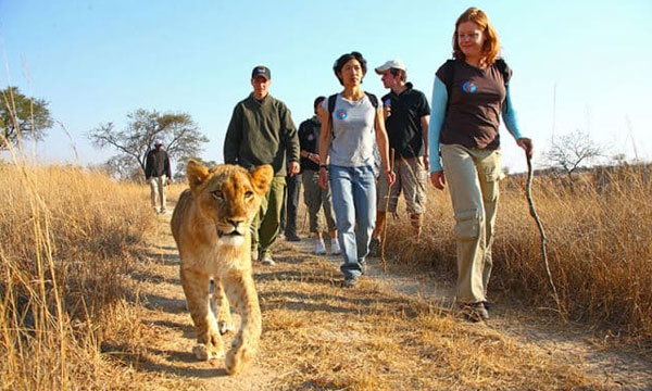 Walk with Lionss