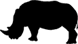 white rhino