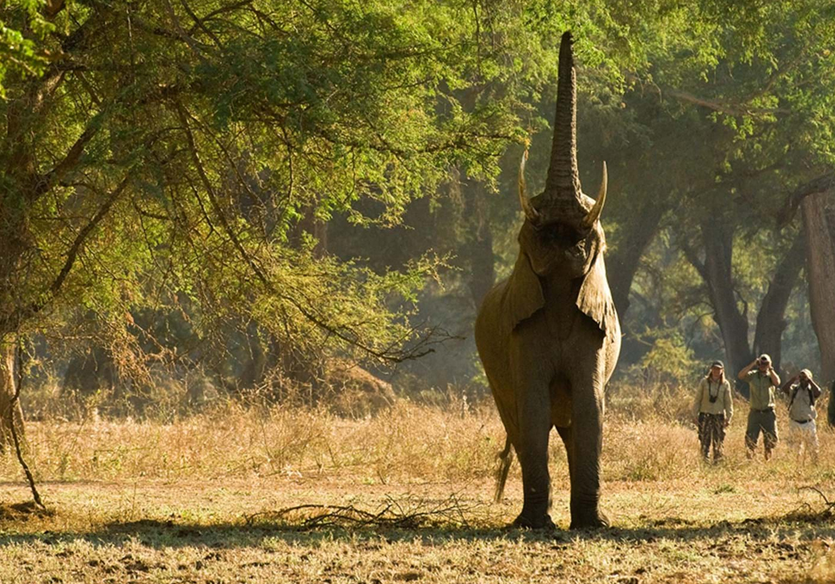 Zambia Safari Cost