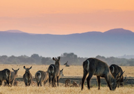 Zambia Travel Facts
