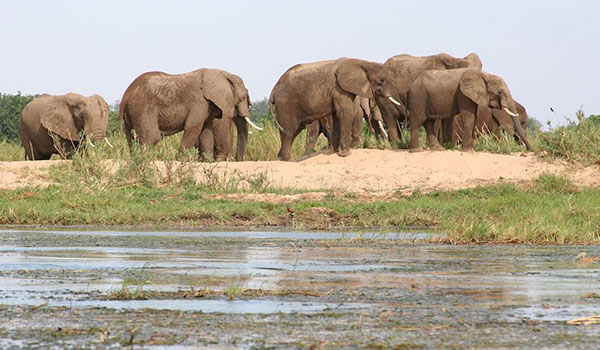 Lower Zambezi