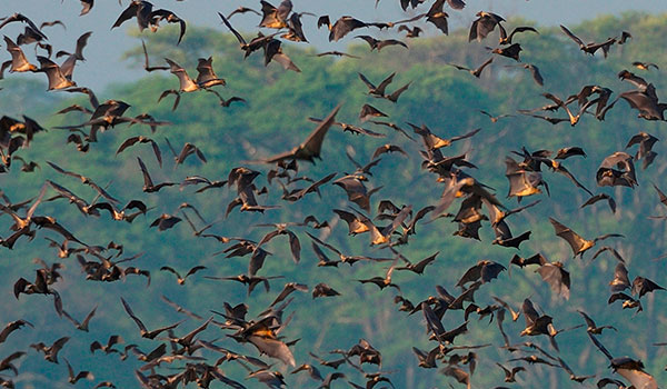Kasanka National Park