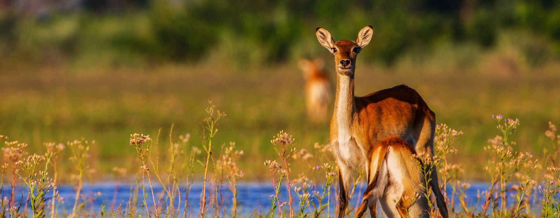 Zambia Wildlife