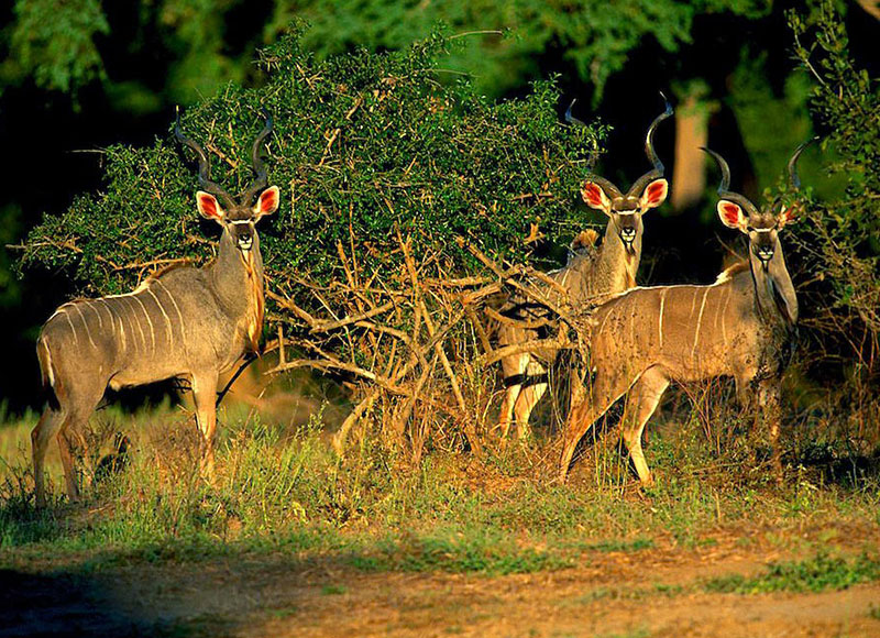 Mana Pools National Park